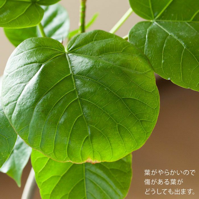人気のハートリーフ！フィカス・ウンベラータ | [公式]e-花屋さん