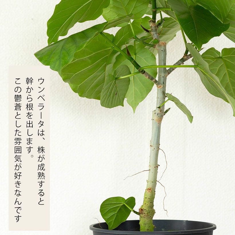 人気のハートリーフ！フィカス・ウンベラータ | [公式]e-花屋さん