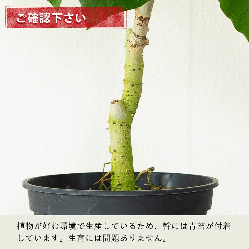 人気のハートリーフ！フィカス・ウンベラータ | [公式]e-花屋さん