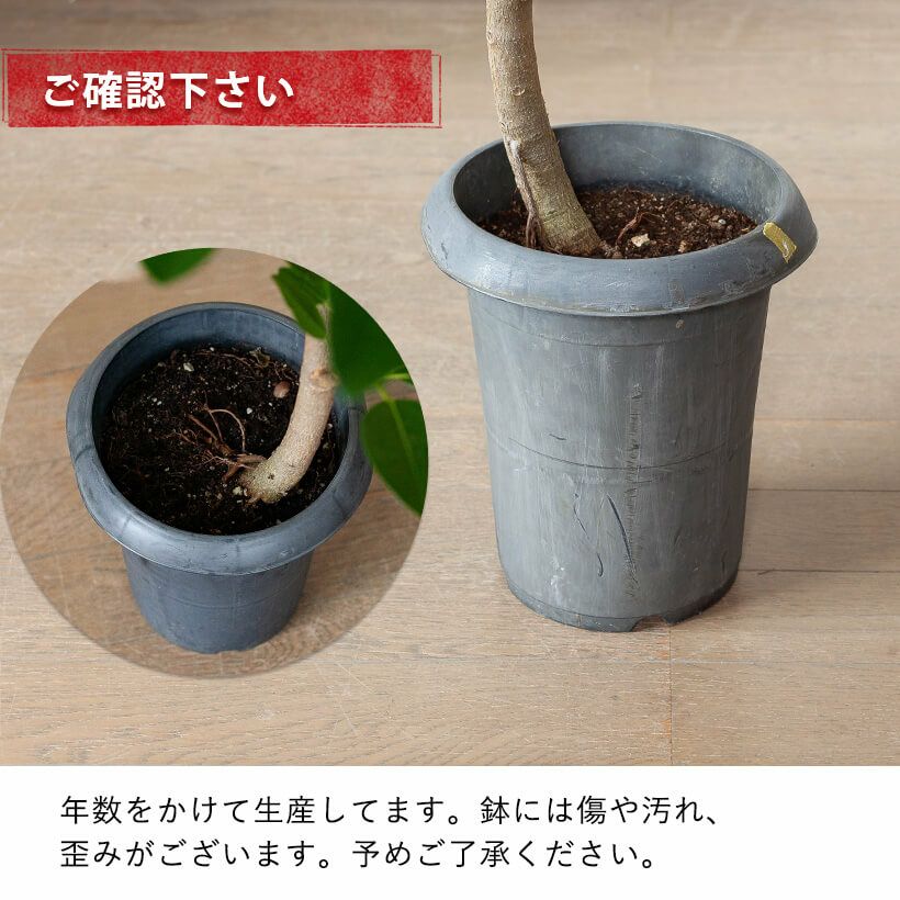 フランスゴム幹曲がり同梱不可商品です | [公式]e-花屋さん
