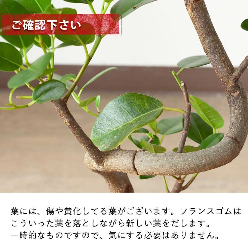 フランスゴム幹曲がり同梱不可商品です | [公式]e-花屋さん