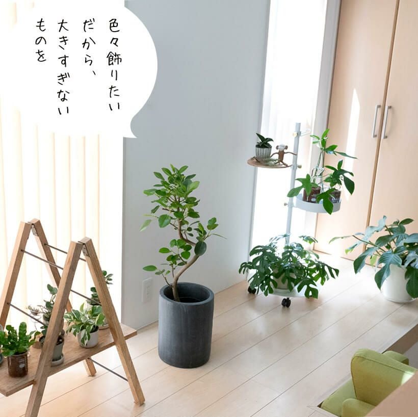 フランスゴム幹曲がり同梱不可商品です | [公式]e-花屋さん