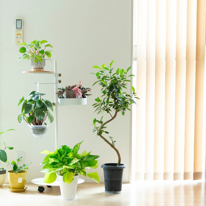 フランスゴム幹曲がり同梱不可商品です | [公式]e-花屋さん