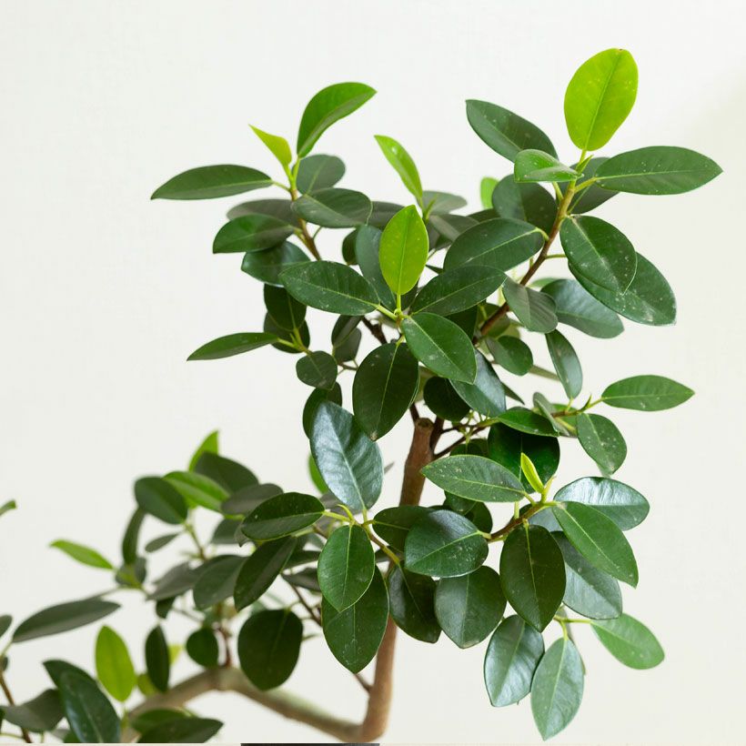 フランスゴム幹曲がり同梱不可商品です | [公式]e-花屋さん