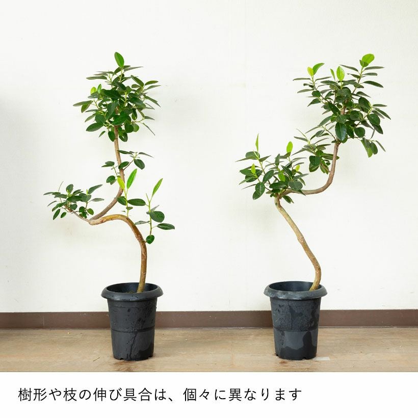 フランスゴム幹曲がり同梱不可商品です | [公式]e-花屋さん