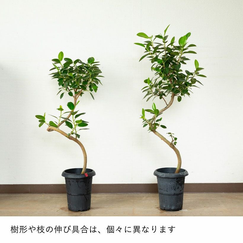 フランスゴム幹曲がり同梱不可商品です | [公式]e-花屋さん
