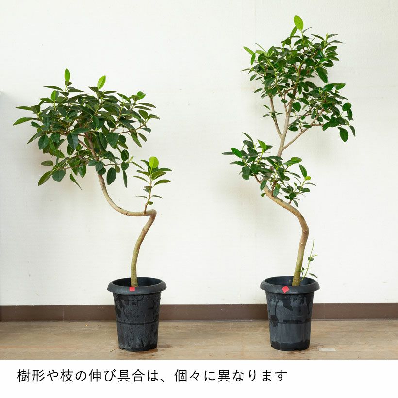 フランスゴム幹曲がり同梱不可商品です | [公式]e-花屋さん