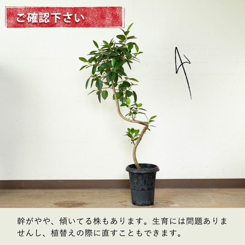 フランスゴム幹曲がり同梱不可商品です | [公式]e-花屋さん