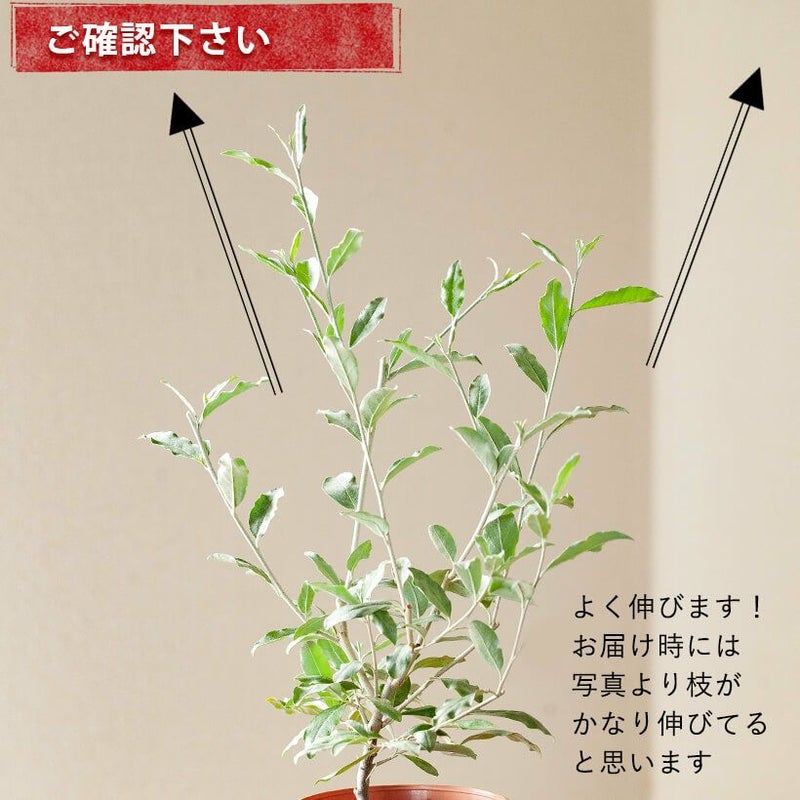 ロシアンオリーブ（ヤナギバグミ）剪定しながら育てる木鉢植え