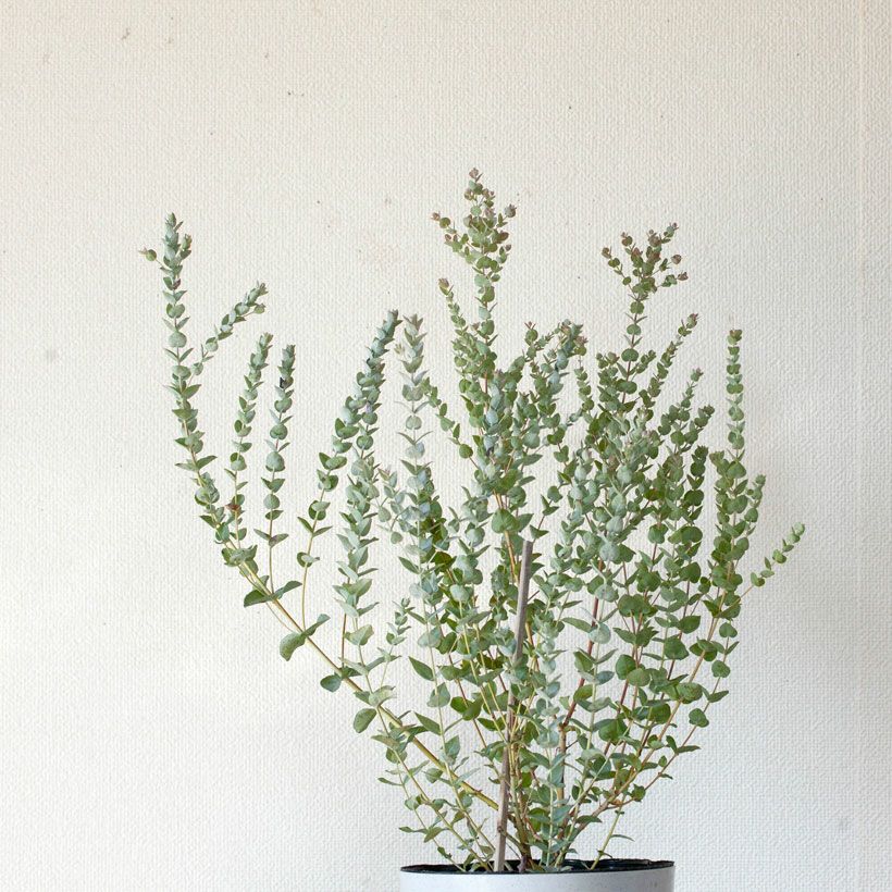 大型 ユーカリ ムーンラグーン jpg size=l&w= 厳選 植え込み発送