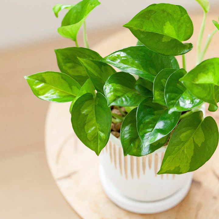 成長速度がほどよく、おすすめ！ポトスグローバルグリーン｜e-花屋