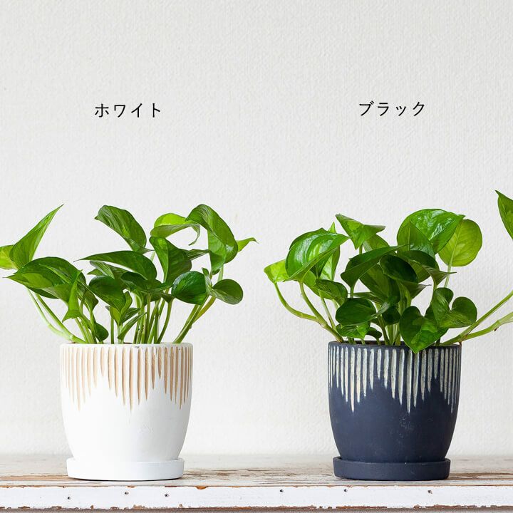 成長速度がほどよく、おすすめ！ポトスグローバルグリーン｜e-花屋