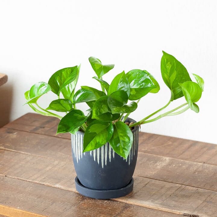 成長速度がほどよく、おすすめ！ポトスグローバルグリーン｜e-花屋