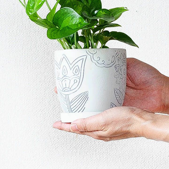 成長速度がほどよく、おすすめ！ポトスグローバルグリーン｜e-花屋
