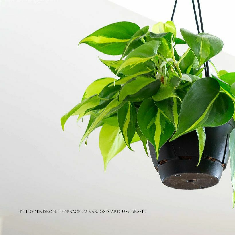 フィロデンドロン・オキシカルジウム”ブラジル” レビュー | [公式]e