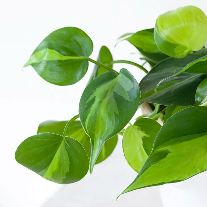 000000005347-05.jpg?size=l&w=