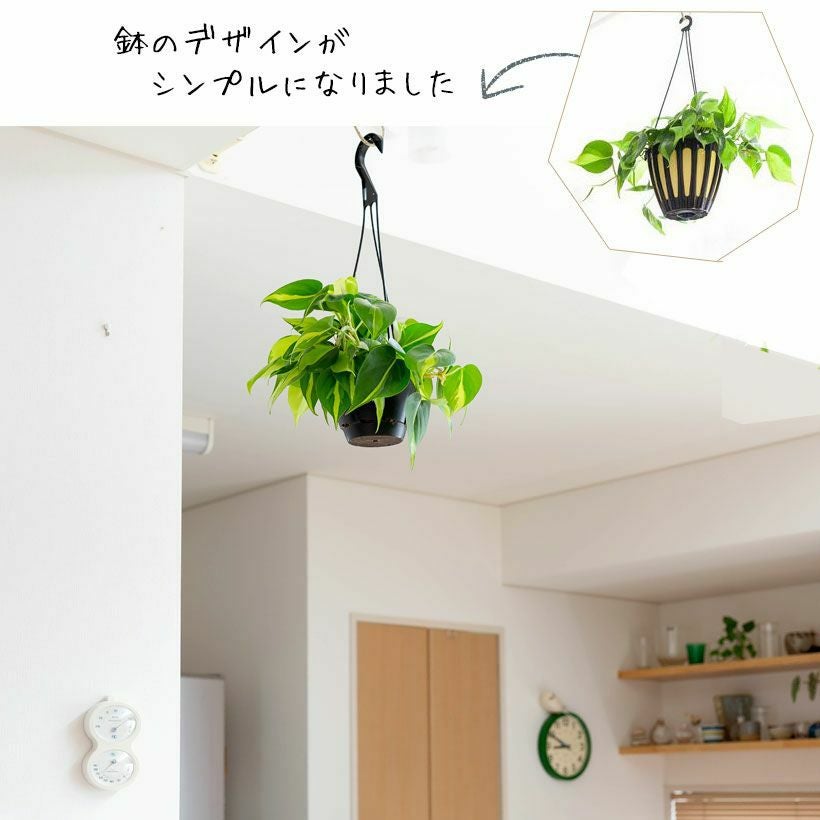 フィロデンドロン・ブラジル（オキシカルジウム）育て方付き｜e花屋