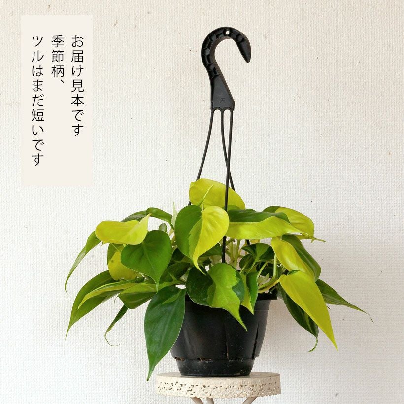 フィロデンドロン・ブラジル（オキシカルジウム）育て方付き｜e花屋