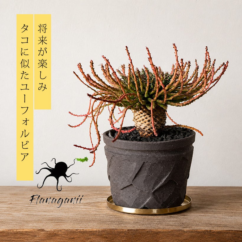 孔雀丸（ユーフォルビア・フラナガニー）育て方付き｜e-花屋さん