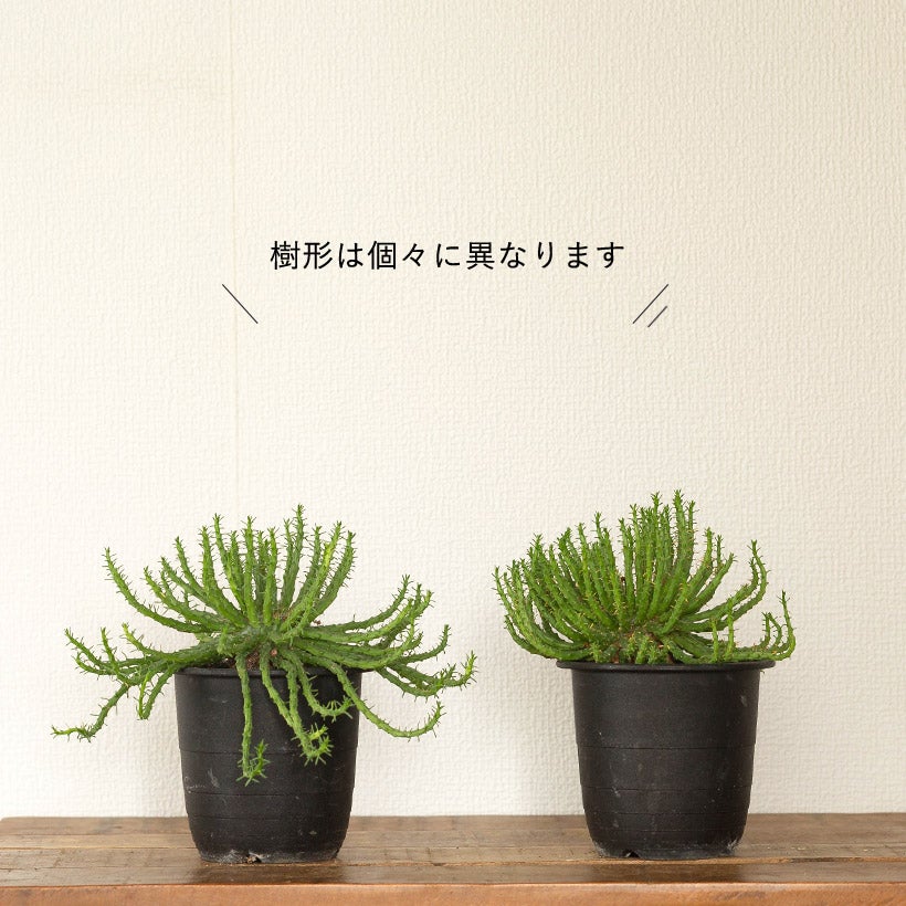 孔雀丸（ユーフォルビア・フラナガニー）育て方付き｜e-花屋さん