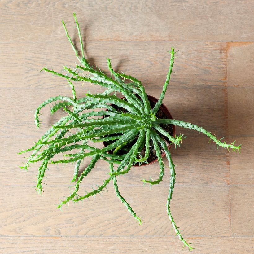孔雀丸（ユーフォルビア・フラナガニー）育て方付き｜e-花屋さん