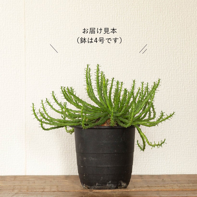 孔雀丸（ユーフォルビア・フラナガニー）育て方付き｜e-花屋さん