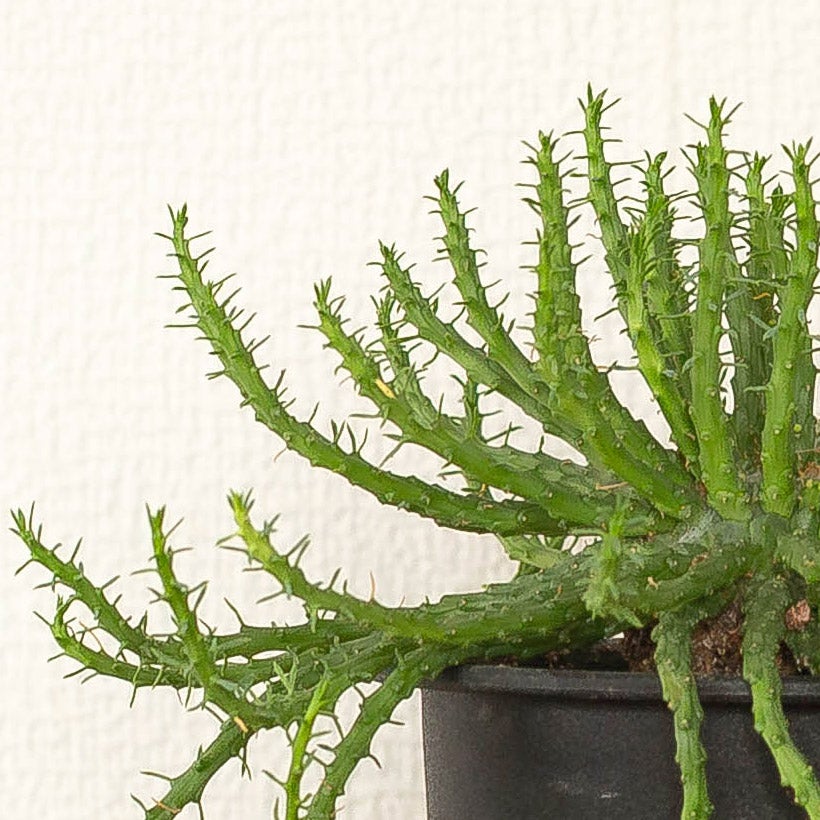 孔雀丸（ユーフォルビア・フラナガニー）育て方付き｜e-花屋さん