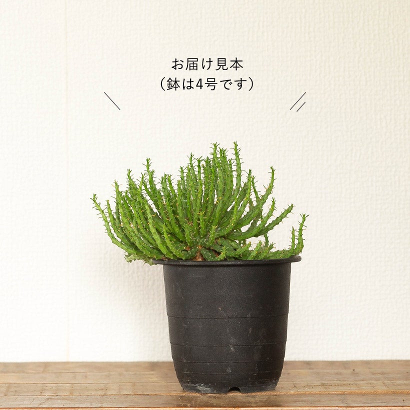 孔雀丸（ユーフォルビア・フラナガニー）育て方付き｜e-花屋さん