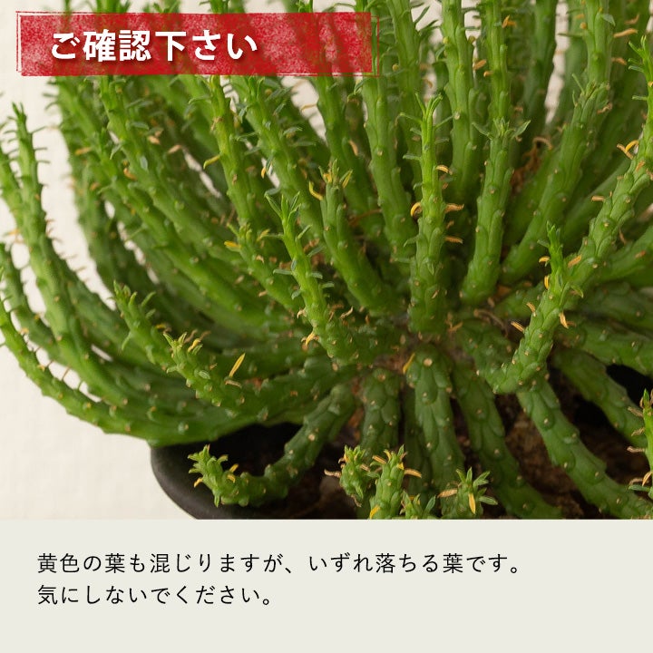 孔雀丸（ユーフォルビア・フラナガニー）育て方付き｜e-花屋さん