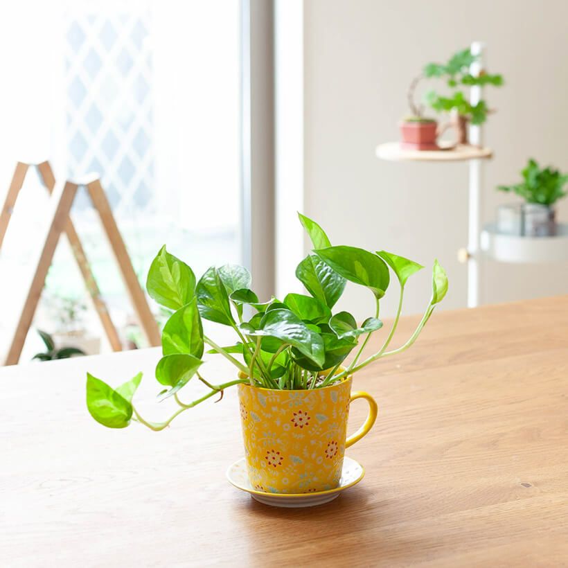 陶器やカラフルな鉢で楽しむインテリア観葉植物[公式] e-花屋さん