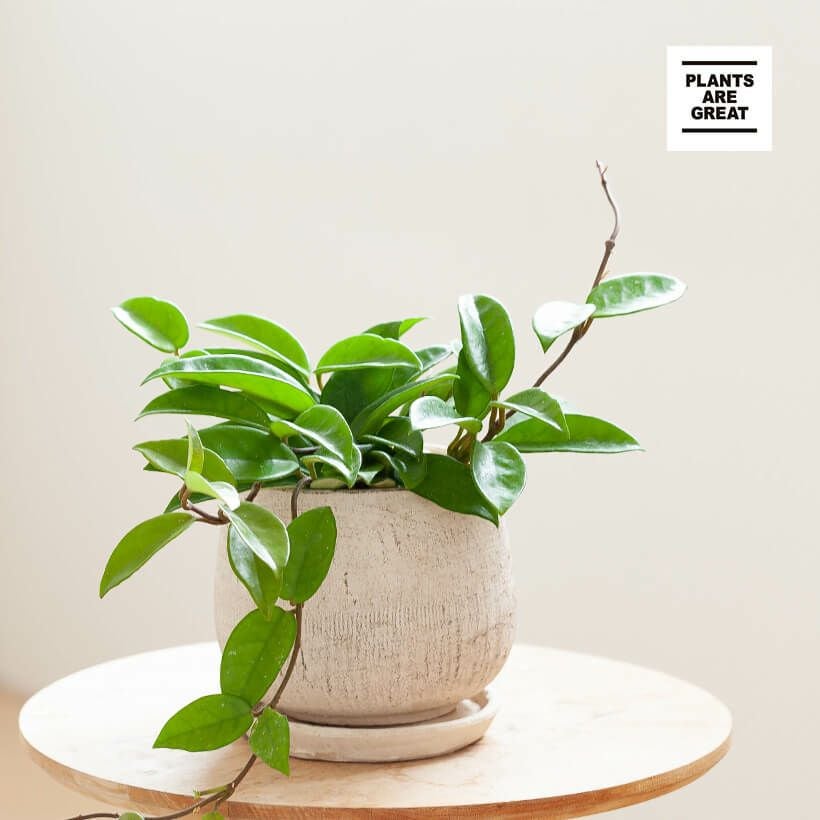 ホヤの可愛い鉢植え：観葉植物は風水goodアイテム｜e-花屋さん