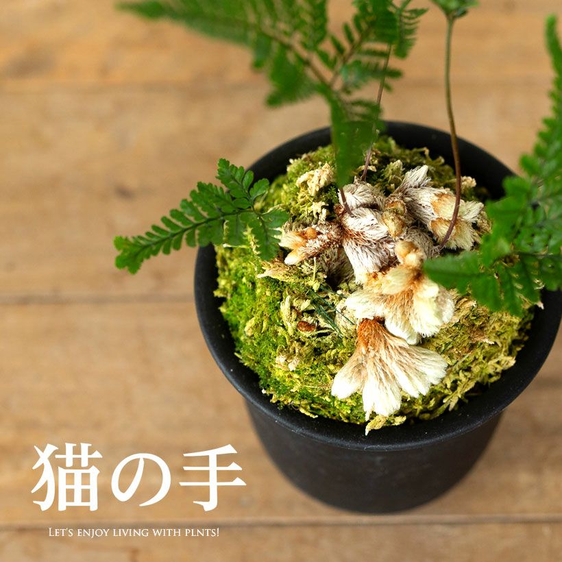 石化トキワシノブ（猫の手）変異で成長点が複数に｜育て方付き