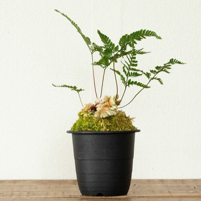 石化トキワシノブ（猫の手）変異で成長点が複数に｜育て方付き
