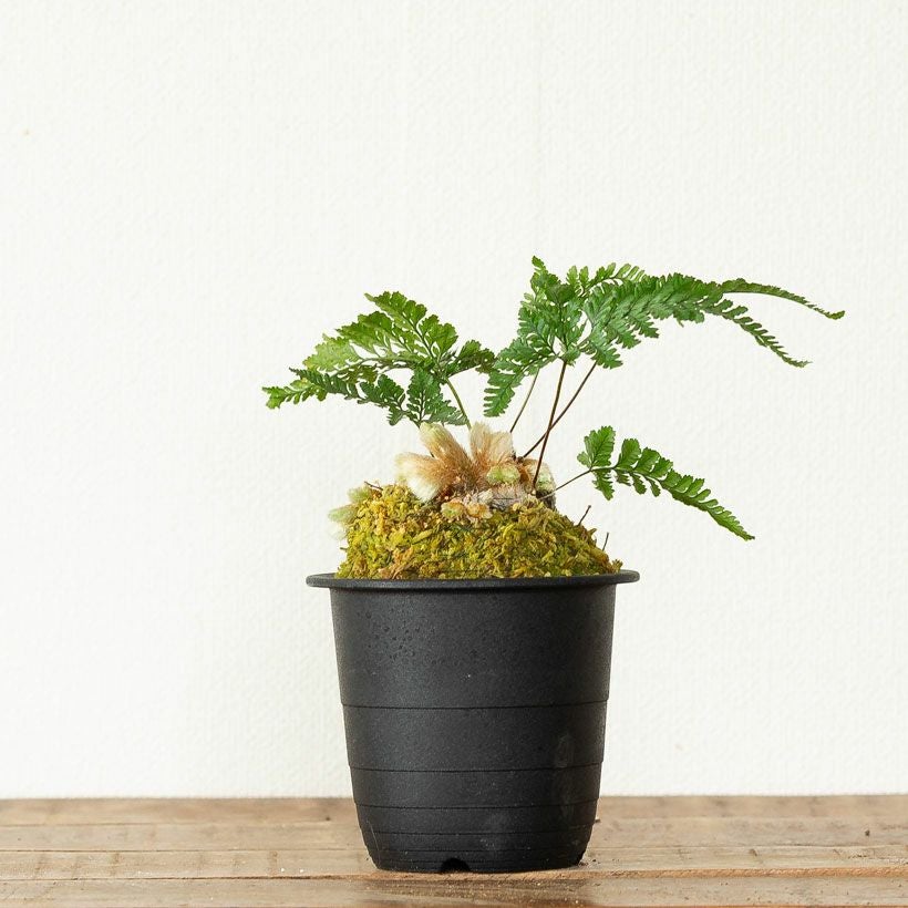 石化トキワシノブ（猫の手）変異で成長点が複数に｜育て方付き