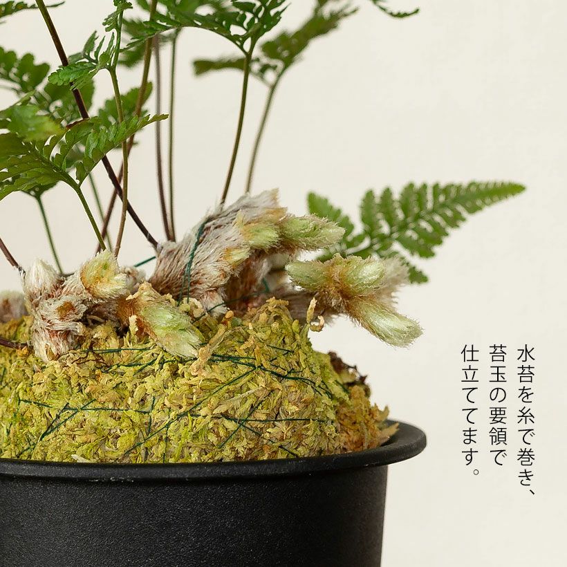 石化トキワシノブ（猫の手）変異で成長点が複数に｜育て方付き