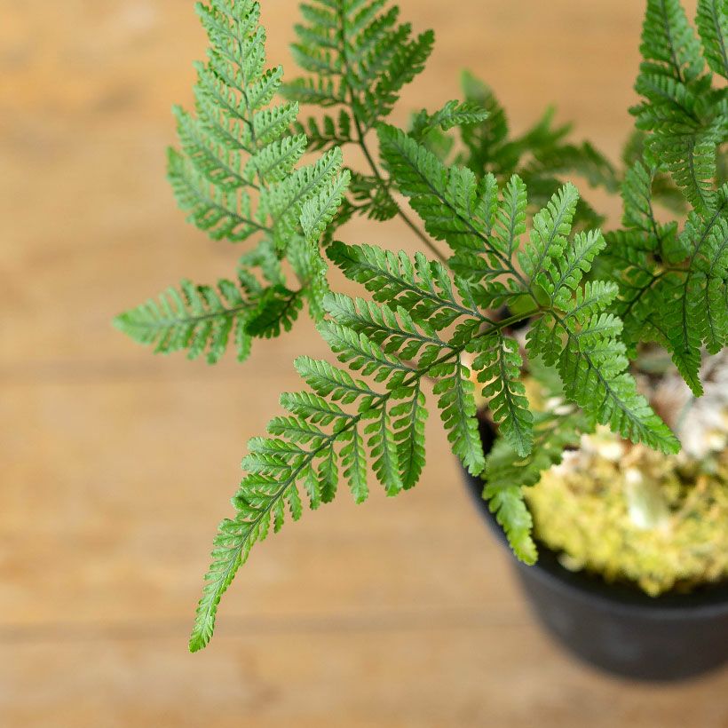 石化トキワシノブ（猫の手）変異で成長点が複数に｜育て方付き