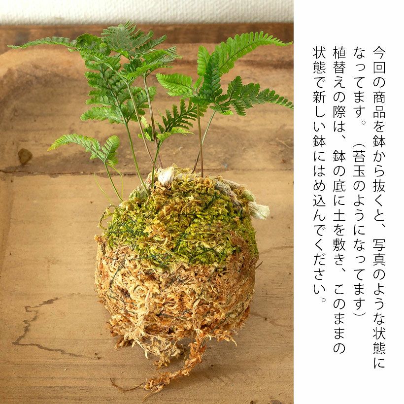 石化トキワシノブ（猫の手）変異で成長点が複数に｜育て方付き