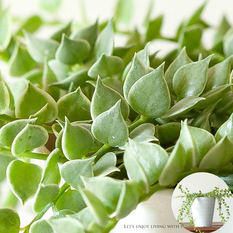 ディスキディア・ミリオンハート（ルスキフォリア）育て方付き