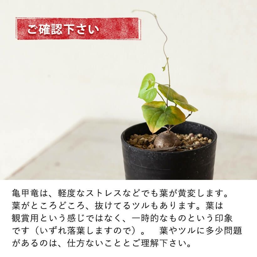 キッコウリュウ（亀甲竜）ディスコレア エレファンティペス