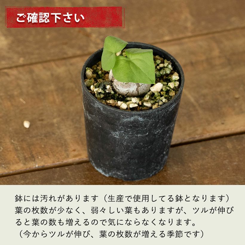 キッコウリュウ（亀甲竜）ディスコレア エレファンティペス
