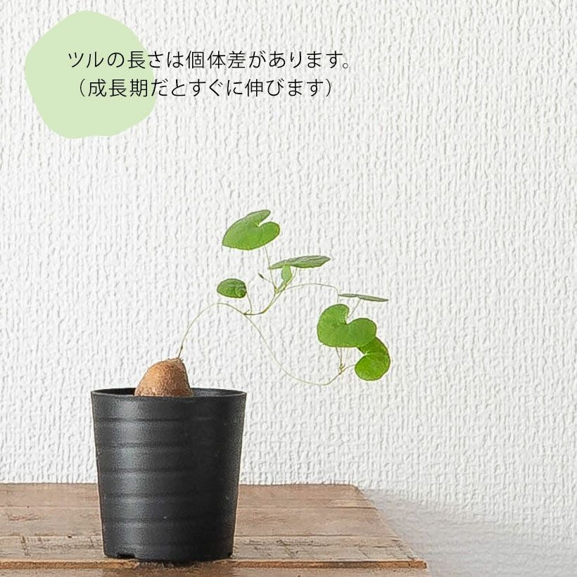 キッコウリュウ（亀甲竜）ディスコレア エレファンティペス