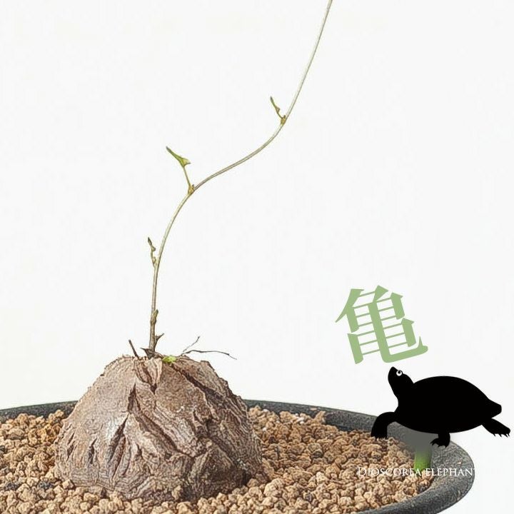 キッコウリュウ（亀甲竜）育て方付き｜e-花屋さん