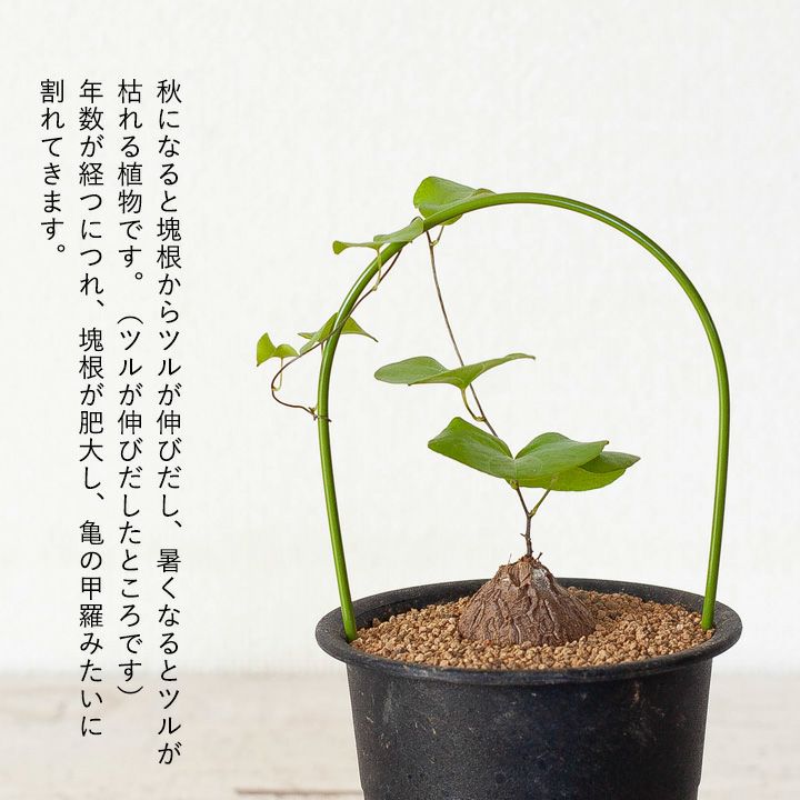 キッコウリュウ（亀甲竜）育て方付き｜e-花屋さん