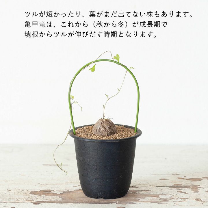 キッコウリュウ（亀甲竜）育て方付き｜e-花屋さん