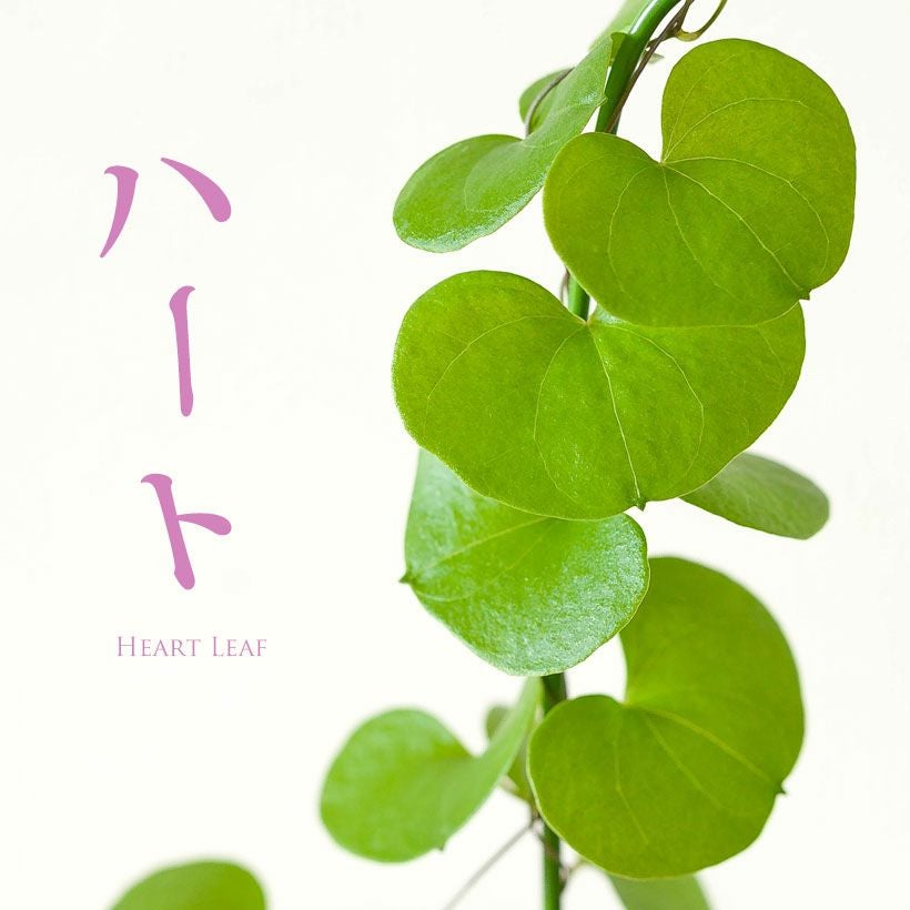 キッコウリュウ（亀甲竜）育て方付き｜e-花屋さん