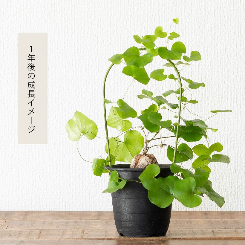 キッコウリュウ（亀甲竜）育て方付き｜e-花屋さん