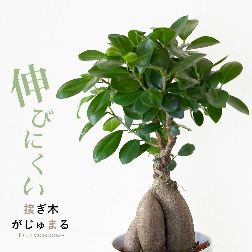 葉が肉厚なガジュマル｜初心者向け、育て方付き[公式] e-花屋さん