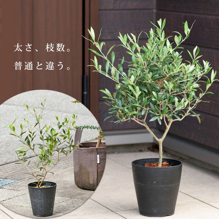 000000005509-02.jpg?size=l&w=