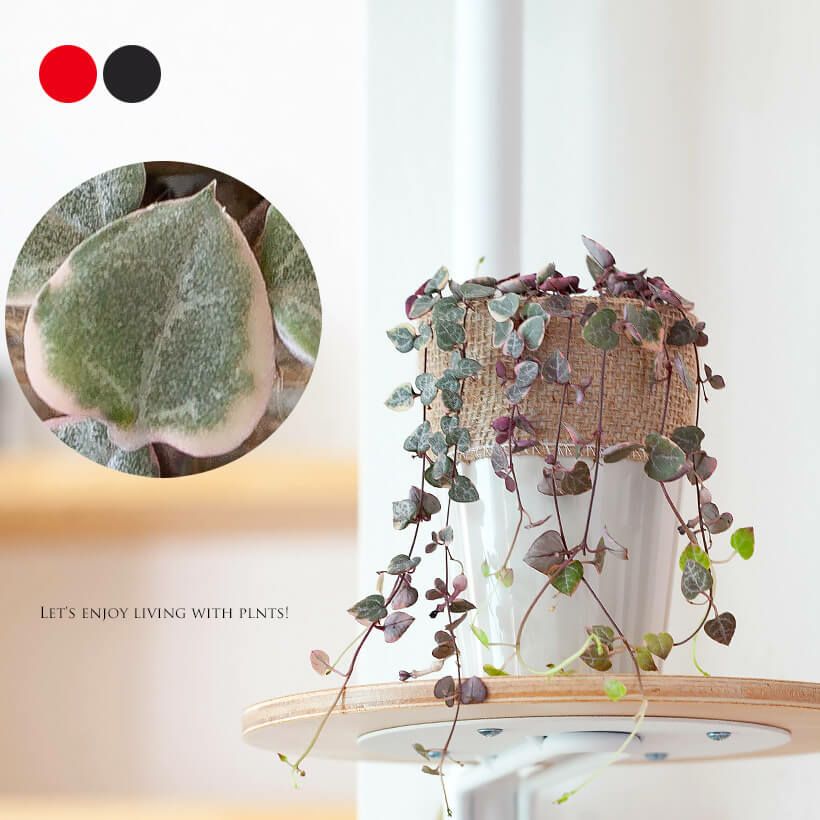 ハートカズラ♡ レディハート♡鉢ごと☆多肉植物 ハートカズラ小葉仕立て・ピンク品種『レディーハート』e-花屋さん