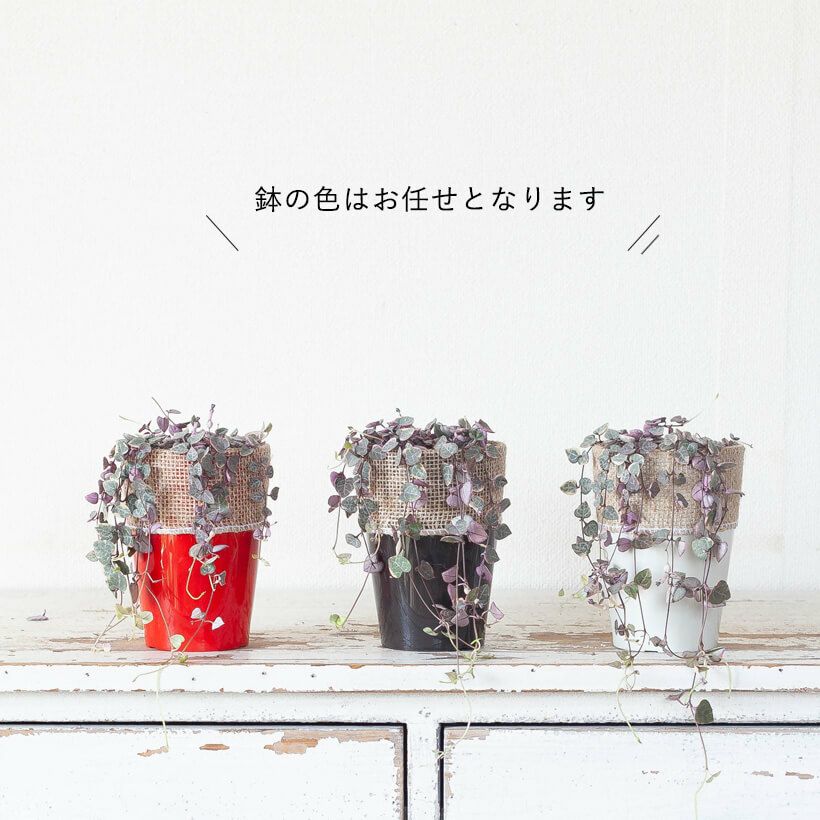 ハートカズラ小葉仕立て・ピンク品種『レディーハート』e-花屋さん